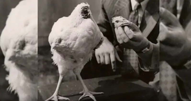 18 Months Without A Head: The True Story Of A Headless Chicken Named Mike