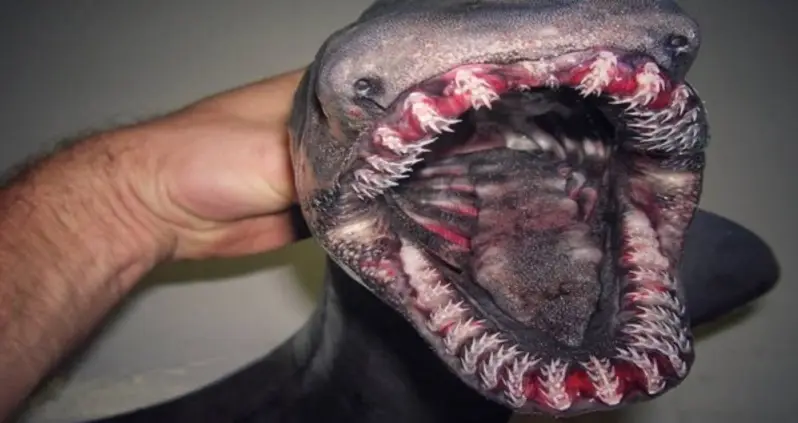 Russian Deep Sea Fisherman Shares Photos Of His Most Bizarre Discoveries