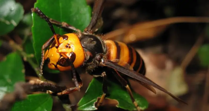 The Asian Giant Hornet, The Bee-Decapitating Hornet That Is The Stuff Of Nightmares