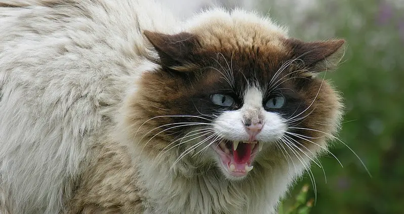 Feral Cats Have Taken Over Australia, And The Government Is Now Fighting Back