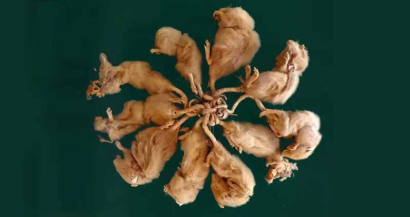 What Are Rat Kings, The Super-Rodents Made Of Tangled Tails?