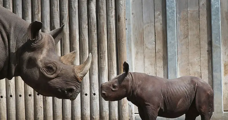 Indian Park Rangers Shoot Poachers On Sight, Reduce Rhino Poaching To Almost Zero