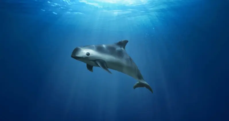 Vaquita, The World’s Smallest Porpoise, Is On The Verge Of Extinction