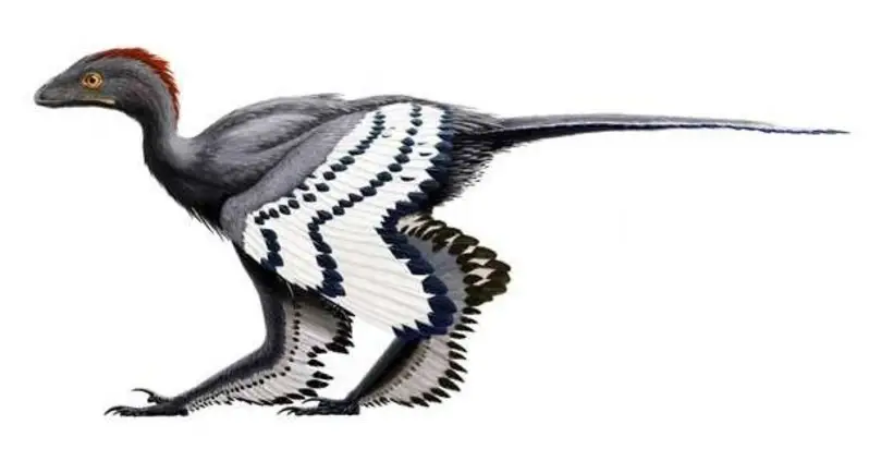 This Dinosaur Looked Like A Chicken And May Have Been Able To Fly, New Discovery Reveals