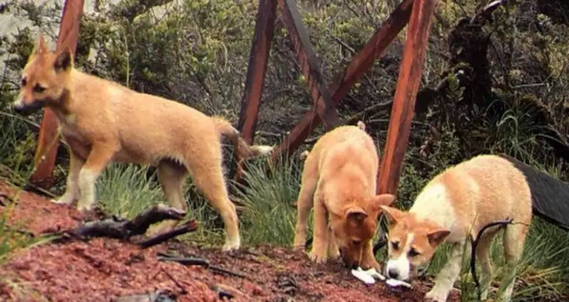 Missing Link Between Modern Dogs And Early Canids Discovered In New Guinea