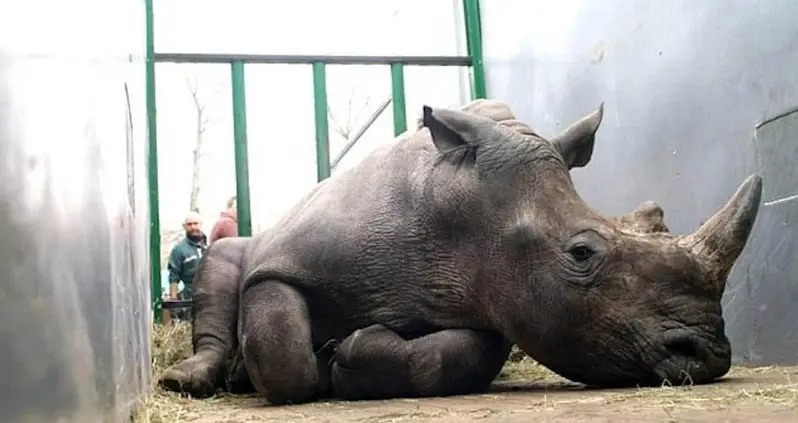 Poachers Break Into Paris-Area Zoo To Kill Rhino And Take Its Horn