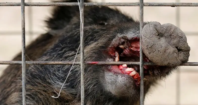 Wild Boars Kill ISIS Militants Just Before They Can Ambush Resistance Fighters