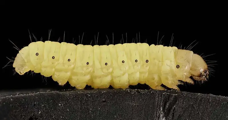 Tiny Caterpillars May Be The Solution To Our Big Plastic Bag Problem, New Research Says
