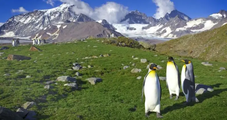 Antarctica Is Turning Green Due To Climate Change, Study Shows