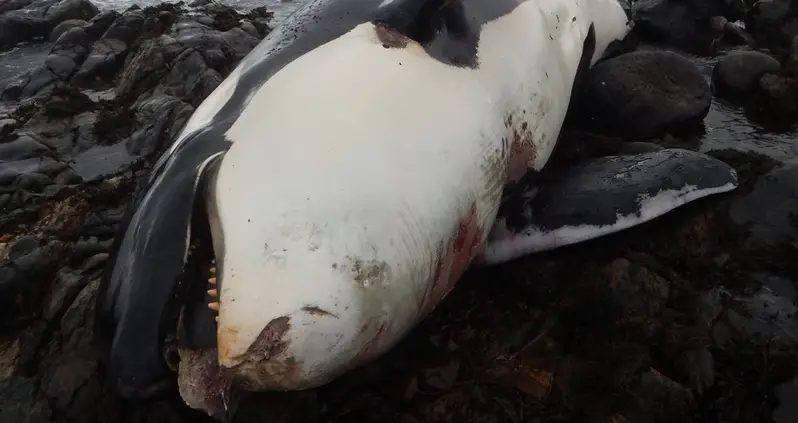 Killer Whale “Lulu” Found Dead, Was “One Of The Most Contaminated Animals On The Planet”