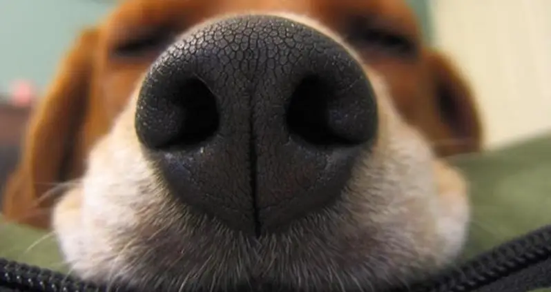 Humans May Have A Better Sense Of Smell Than Dogs, New Research Shows