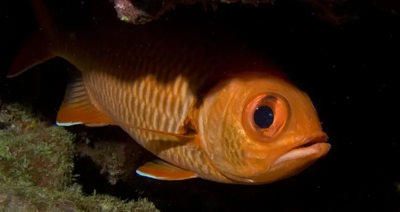 Zombie Parasite Lives Inside Fish’s Eyeball And Controls Its Behavior, New Study Shows