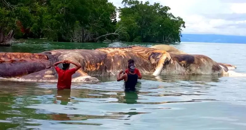 Huge Mystery Sea Creature Washes Ashore In Indonesia, Turns The Water Red