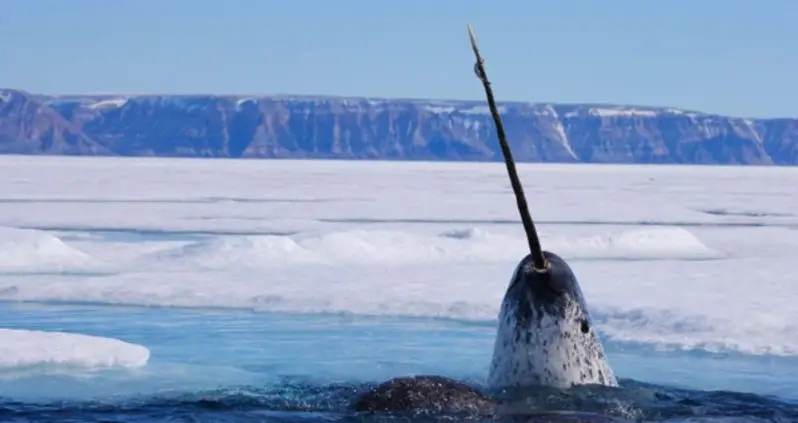 New Footage Finally Reveals What Narwhal Tusks Are For