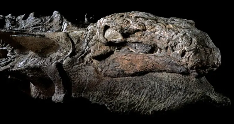 Nodosaur Dinosaur ‘Mummy’ Unveiled With Skin And Guts Intact