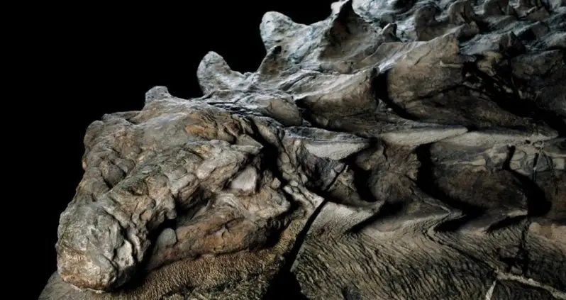 The Nodosaurus, The Armored Dinosaur That Roamed The Earth 100 Million Years Ago