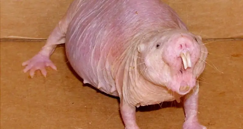 How Naked Mole Rats Are Biologically Designed To Outlive Us All
