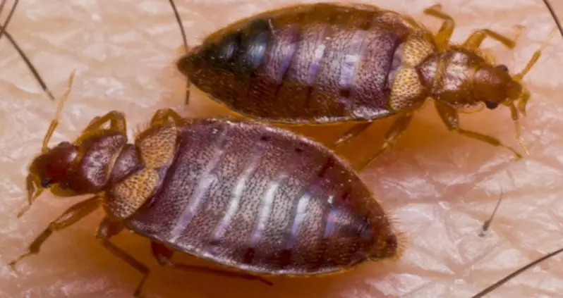 Man Releases Bedbugs In City Office That Refused To Help Him With His Infestation