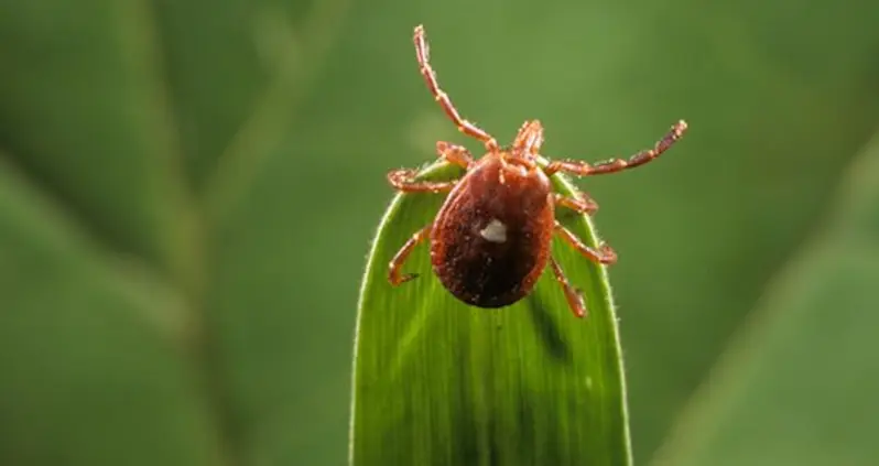 One Bite From This Common Tick Makes You Allergic To Red Meat For Life