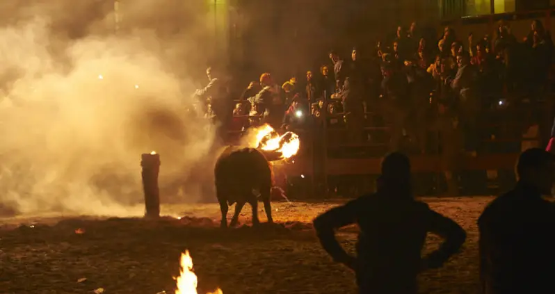 Bull Kills Self After Partygoers Set Its Horns Ablaze [VIDEO]