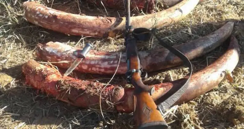 One Poacher Killed, Another Wounded After Authorities Catch Them In The Act