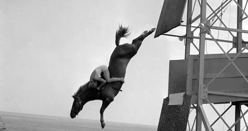 Horse Diving: 21 Vintage Photos Of The Cruel, Forgotten “Sport”