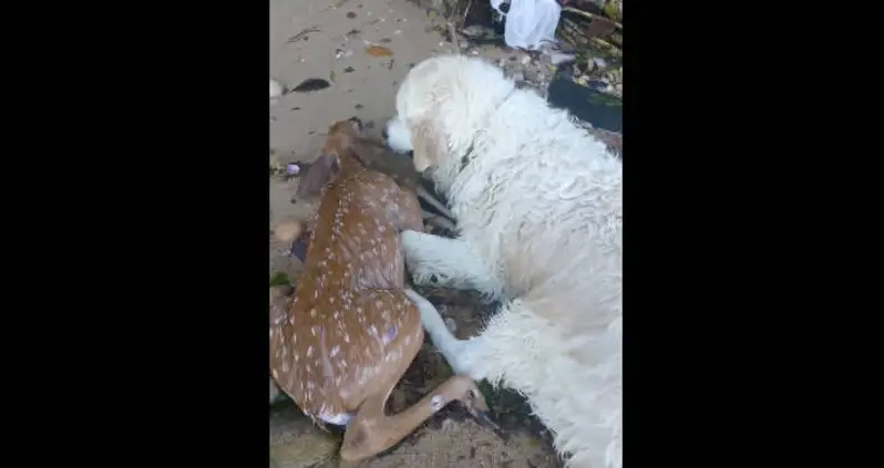 Heroic Pooch Pulls Drowning Baby Deer To Shore