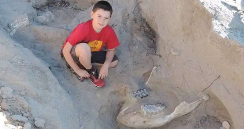 A 9-Year-Old In New Mexico Uncovered A 1.2 Million-Year-Old Stegomastodon Fossil After Tripping Over It