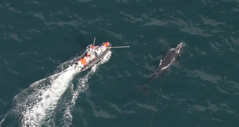 Fisherman Rescues Whale, Which Promptly Kills Him