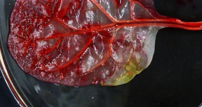 Scientists Turn A Spinach Leaf Into Beating Heart Tissue (VIDEO)