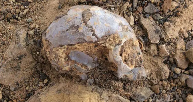 13-Million-Year Old Skull Found On Smoke Break Offers Clues On How Humans Came To Be