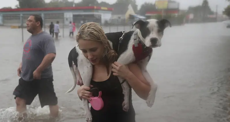 Hurricane Harvey’s Dogs: 21 Stirring Photos Of Brave Pooches That Survived The Storm