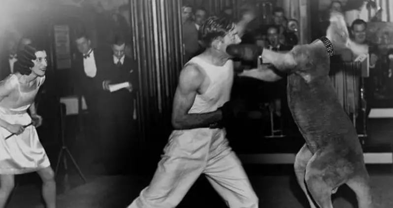 The Bizarre, Disturbing History Of Kangaroo Boxing