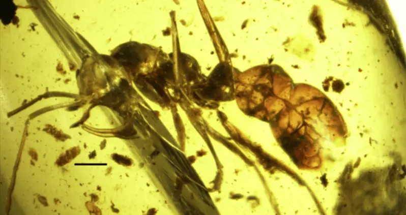 Prehistoric Vampire Ant Found Perfectly Preserved In Amber