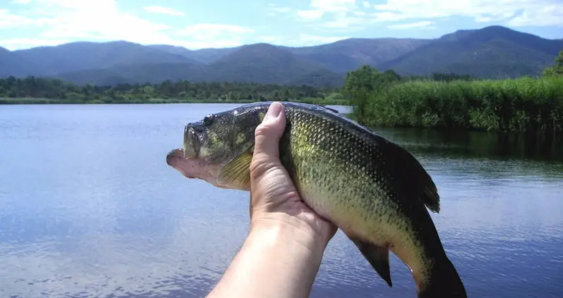 It Turns Out That Fish Around The Great Lakes Are On Antidepressants