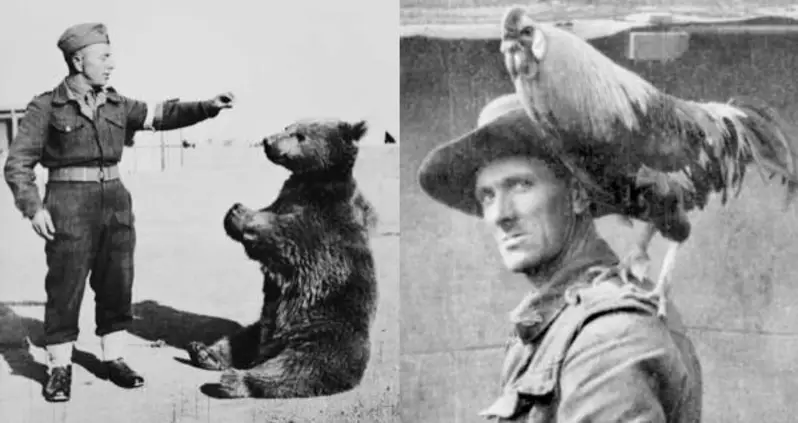 15 Army Mascot Animals That Might Be The Forgotten Heroes Of History’s Largest Wars