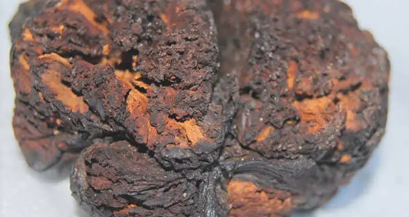 4,000-Year-Old Brain Tissue Was Preserved After Boiling In Its Own Fluids