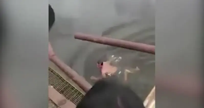 Man Looking For Dead Body In Croc-Infested Waters Gets Dragged Under By Crocodile