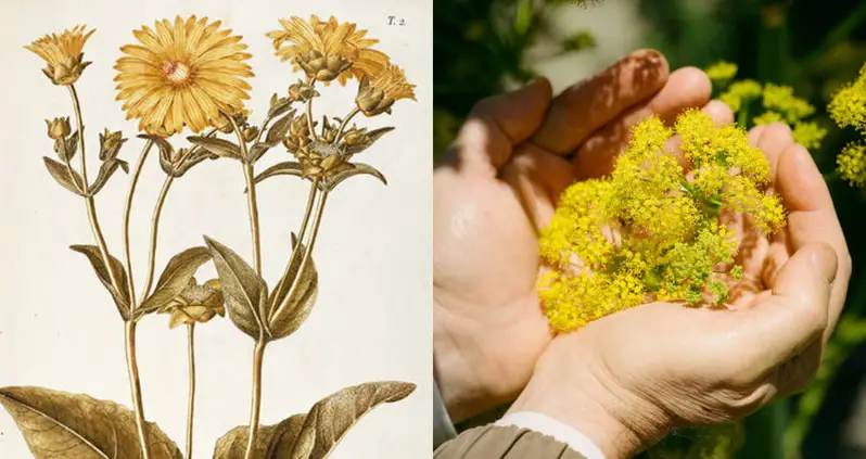 Romans Ate This ‘Miracle Plant’ To Extinction 2,000 Years Ago — Now A Scientist Says He’s Rediscovered It