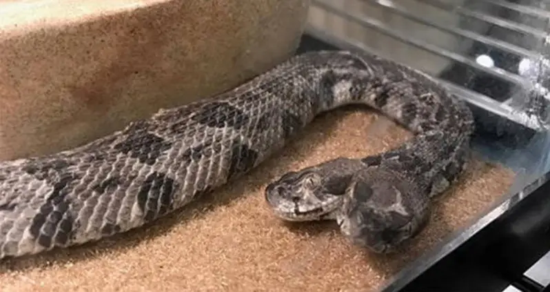 Two-Headed Rattlesnake Found In Arkansas [Photos]