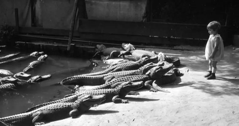 Inside The California Park That Let Kids Play With Alligators