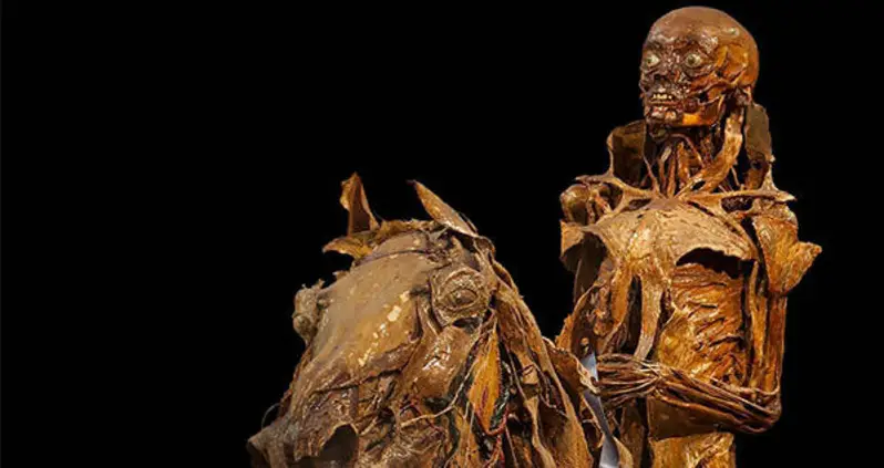 Inside Musée Fragonard, The Macabre Museum Full Of Flayed Men And Dismembered Animals