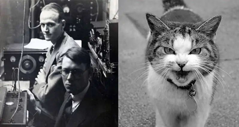The Cat Telephone: How To Scientists Turned A Live Cat Into A Working Phone