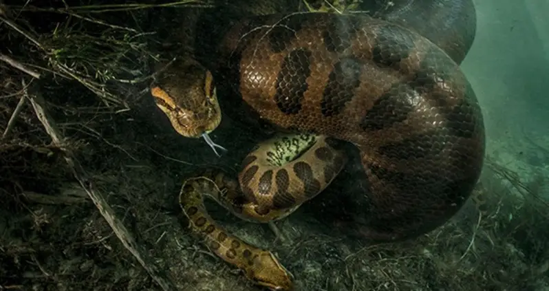 Female Anaconda Strangles And Possibly Eats Male After Mating