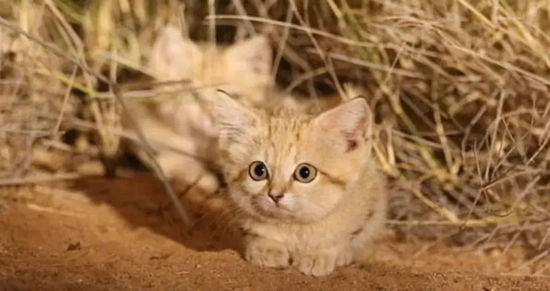 Elusive Sand Kittens Caught On Video In The Wild For The First Time Ever