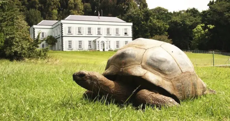 It Turns Out That The World’s Oldest Tortoise Is Gay, Sort Of