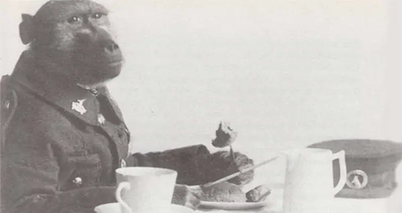 The Story Of Jackie The Baboon Who Fought In The Trenches Of World War I