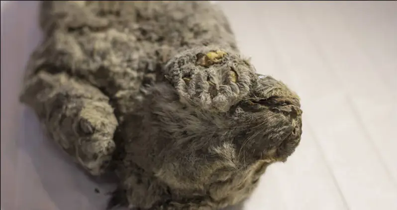 50,000-Year-Old Extinct Lion Found Frozen In Time With Head Resting On Its Paw [VIDEO]