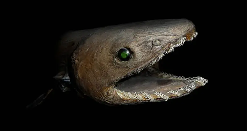 Rare Prehistoric “Living Fossil” Caught By Fishermen