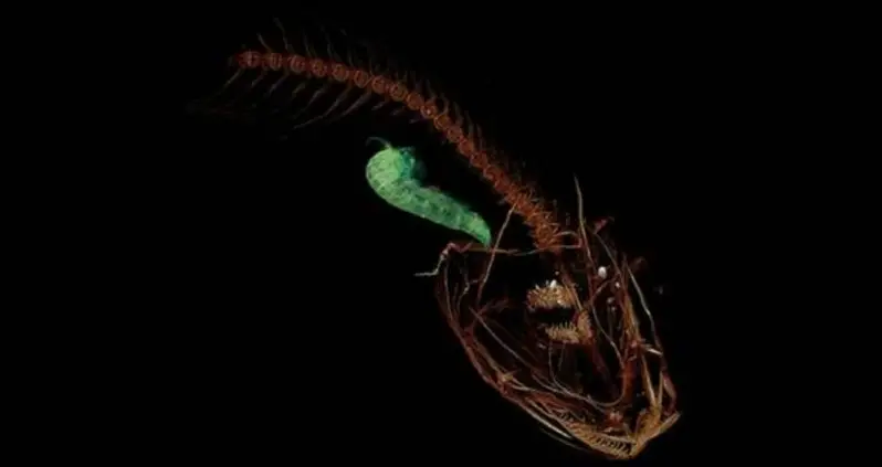 Scientists Find The World’s Deepest Fish — And It’s Incredibly Weird